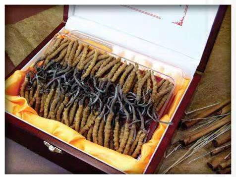 巴塘冬虫夏草回收